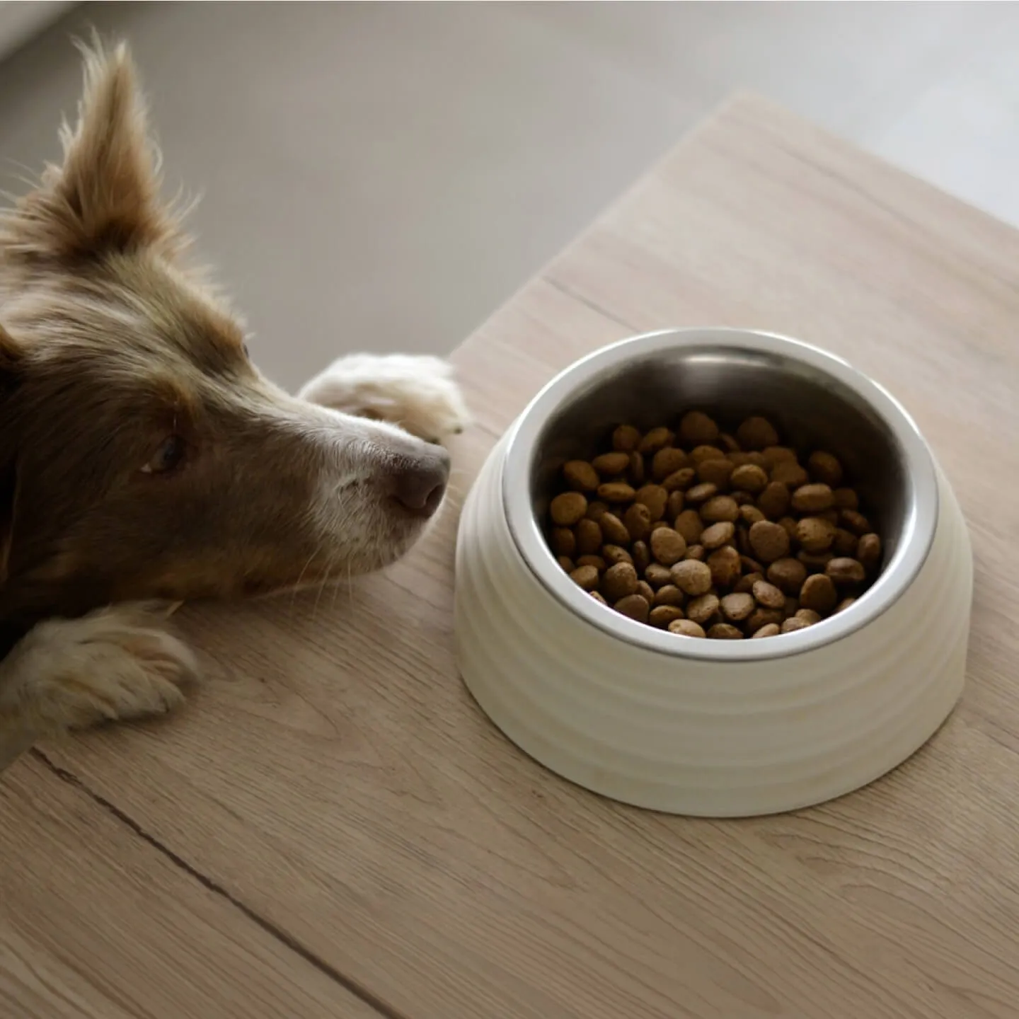 Product For Pets
